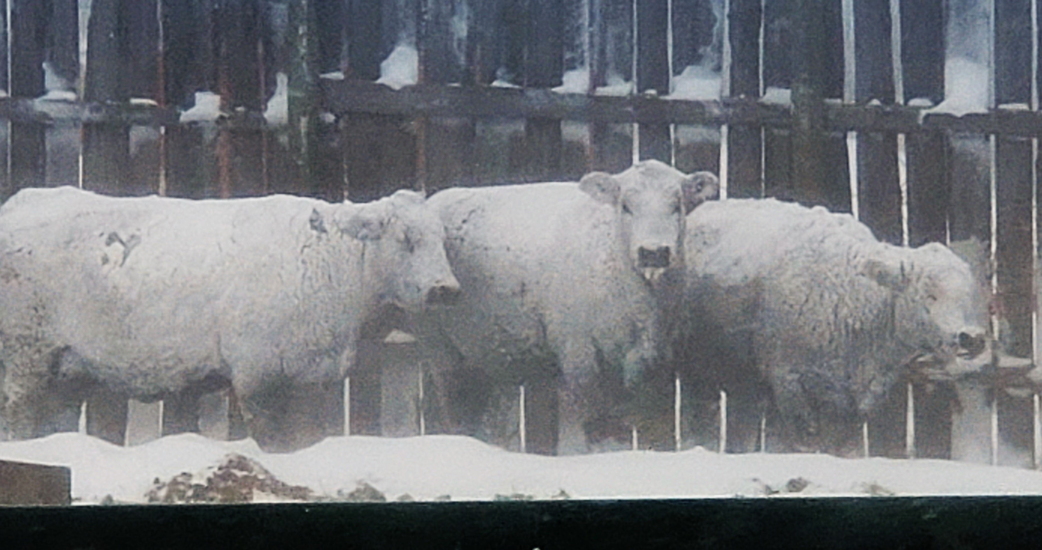 Document Livestock Death Losses Due to Adverse Weather Bovine Veterinarian